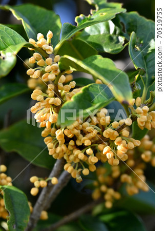 Kinmokusei在花園裡盛開 70519755