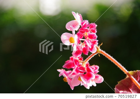 Flowers of grooming begonia 70519827