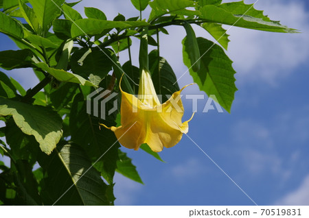 Yellow Korean morning glory flower Yellow Korean morning glory flower 70519831