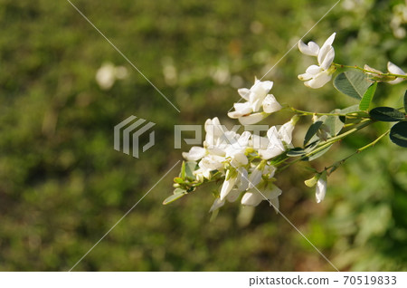 白萩花 白萩花 70519833