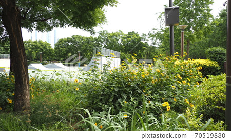 Seoul Forest 70519880