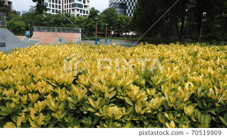 Seoul Forest 70519909