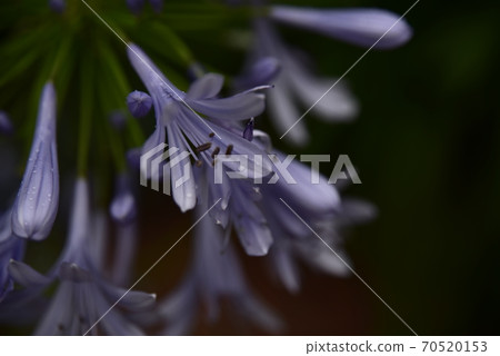 愛情花塑料與水滴 愛情花塑料與水滴 70520153