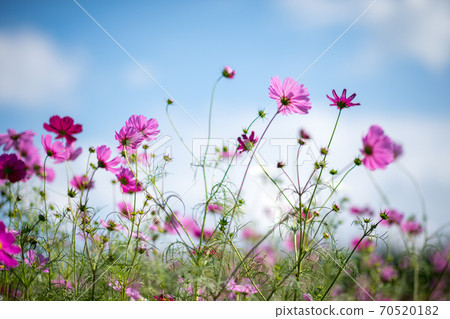 Cosmos blooms on a clear day in the autumn sky 70520182