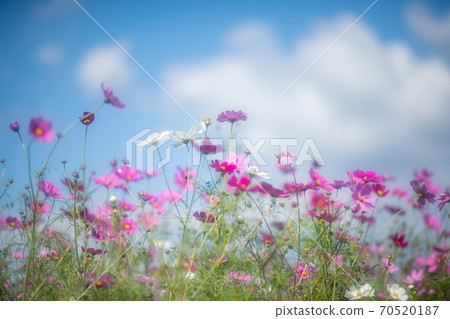 Cosmos blooms on a clear day in the autumn sky 70520187