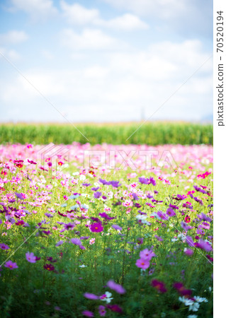 波斯菊在秋天的天空中的晴天盛開 70520194