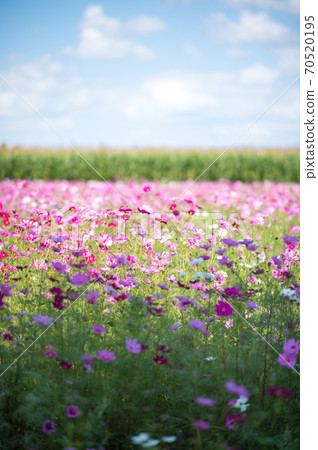 波斯菊在秋天的天空中的晴天盛開 波斯菊在秋天的天空中的晴天盛開 70520195