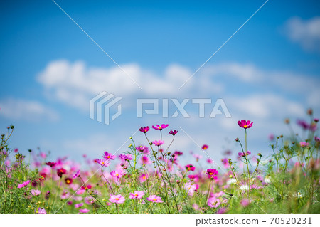 Cosmos blooms on a clear day in the autumn sky 70520231
