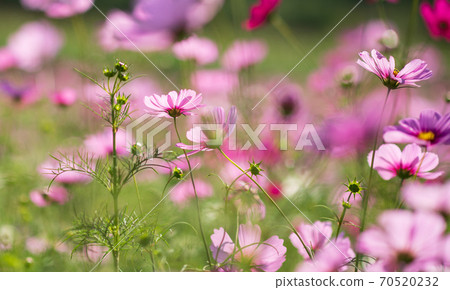 Cosmos blooms on a clear day in the autumn sky 70520232