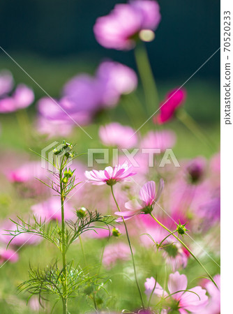 Cosmos blooms on a clear day in the autumn sky 70520233