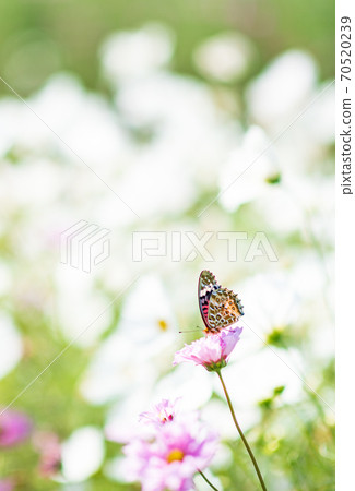 Cosmos blooms on a clear day in the autumn sky Cosmos blooms on a clear day in the autumn sky 70520239