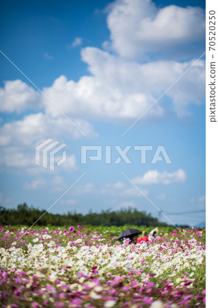 波斯菊在秋天的天空中的晴天盛開 波斯菊在秋天的天空中的晴天盛開 70520250