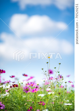 波斯菊在秋天的天空中的晴天盛開 波斯菊在秋天的天空中的晴天盛開 70520251
