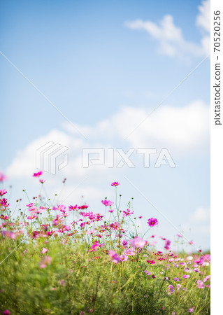 Cosmos blooms on a clear day in the autumn sky Cosmos blooms on a clear day in the autumn sky 70520256
