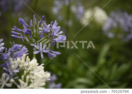 百子花盛開的群體 百子花盛開的群體 70520794