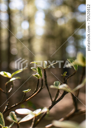 Laminaria lobata under light and shadow 70520812