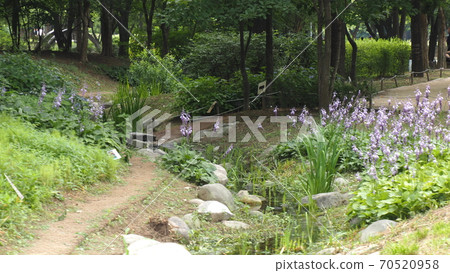 首爾森林 70520958