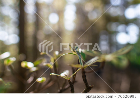 Laminaria lobata under light and shadow 70520993