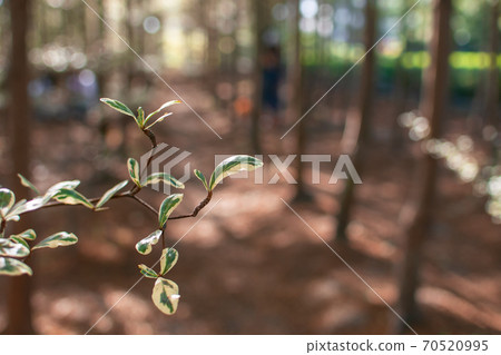 Laminaria lobata under light and shadow Laminaria lobata under light and shadow 70520995