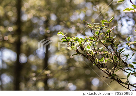 Laminaria lobata under light and shadow 70520996