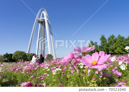 138 Tower Park and Cosmos Field 70521040