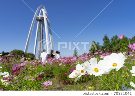 138 Tower Park and Cosmos Field 70521041