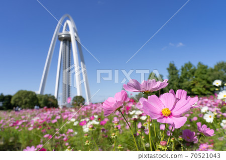 138 Tower Park and Cosmos Field 70521043