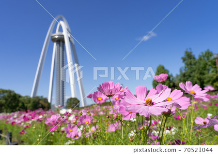138 Tower Park and Cosmos Field 70521044