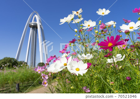 138 Tower Park and Cosmos Field 70521046