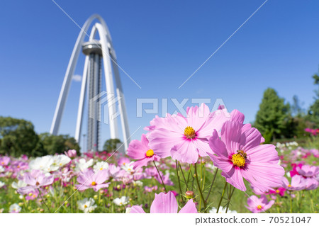 138 Tower Park and Cosmos Field 70521047