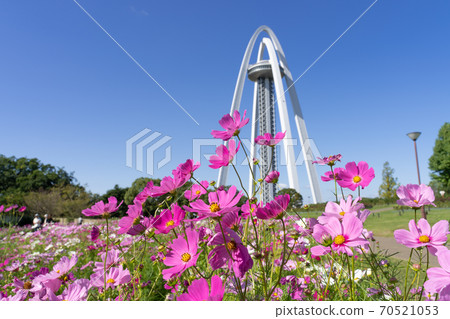 138 Tower Park and Cosmos Field 70521053