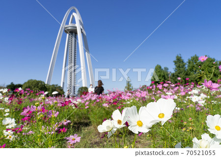 138 Tower Park and Cosmos Field 70521055