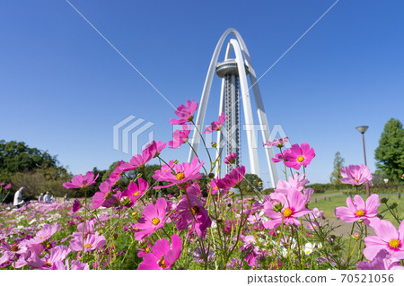 138 Tower Park and Cosmos Field 70521056