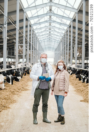 Working at dairy farm 70521199