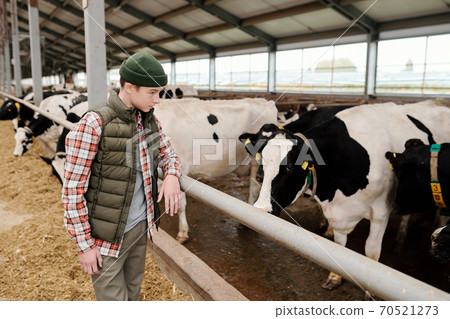 Teenage boy working at cowshed 70521273