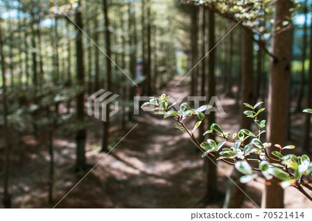 光影下的小葉欖仁 光影下的小葉欖仁 70521414