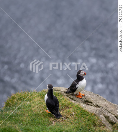 Puffin couple on top of the rocks with ocean in the background Puffin couple on top of the rocks with ocean in the background 70521733