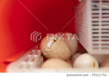 Hatching of a chick in an egg 70521758