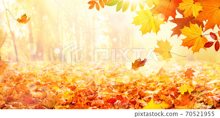 Falling maple leaves in city park. Beautiful autumn landscape 70521955