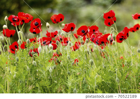 一簇紅色的罌粟花，在初夏的季節里美麗而迷人地開花[鮮花和植物] 70522189