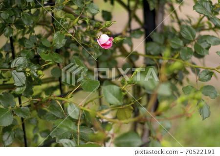 春季美麗而迷人的紅玫瑰[鮮花/植物] 70522191