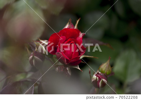 Beautiful and bewitching red roses in the spring season [flowers / plants] 70522208