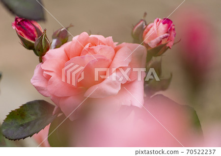Beautiful and bewitching red roses in the spring season [flowers / plants] 70522237