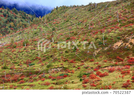 A panoramic view of the autumn leaves of rowan seen from Shiga Kusatsu Road 70522387