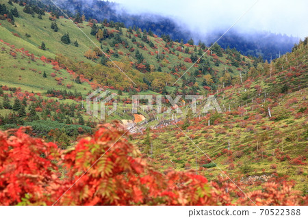 Rowan autumn leaves seen from Route 292 Shiga Kusatsu Road 70522388