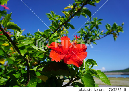 沖繩的經典，藍天和芙蓉紅 70522546