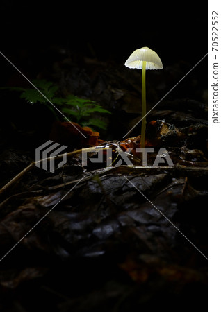 Glowing Mushroom Mycena In Dark Forest 70522552