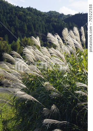 Countryside scenery pampas grass Countryside scenery pampas grass 70522588