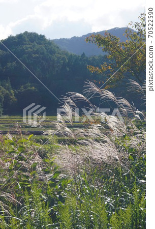 Countryside scenery pampas grass 70522590