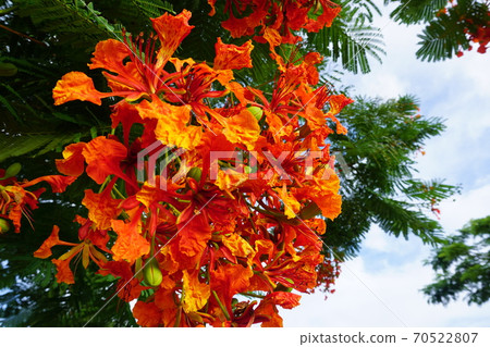Royal poinciana flowers in full bloom Royal poinciana flowers in full bloom 70522807